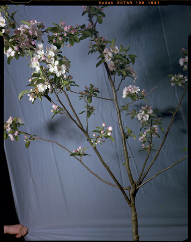 Cherry Blossom from the project The Moon and a Smile