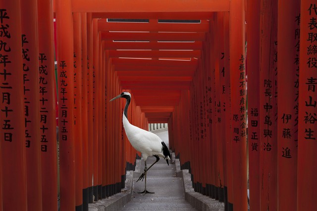 The Journey, Hie Torii, Tokyo