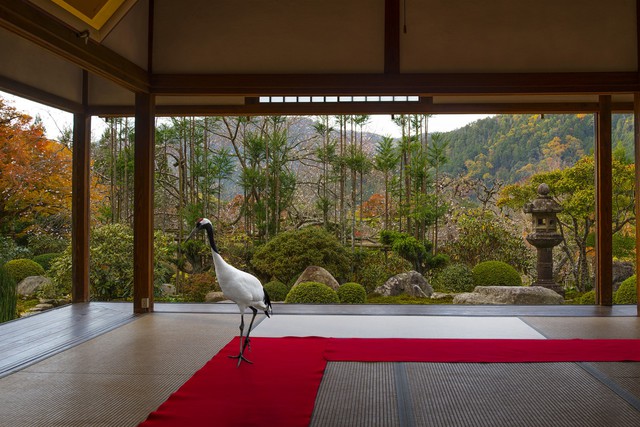 Journey to the Great Sage Jikko-In Temple, Ohara