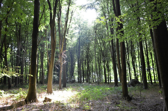 Swiss Mountain Stream, Interventions, King’s Wood, Challock - Peter Hofer