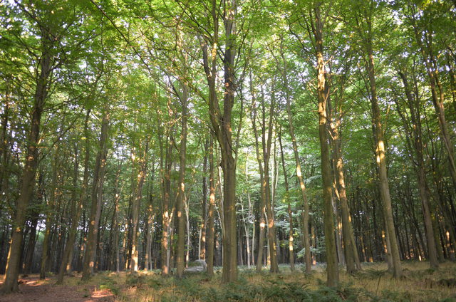 Swiss Mountain Stream, Interventions, King’s Wood, Challock - Peter Hofer