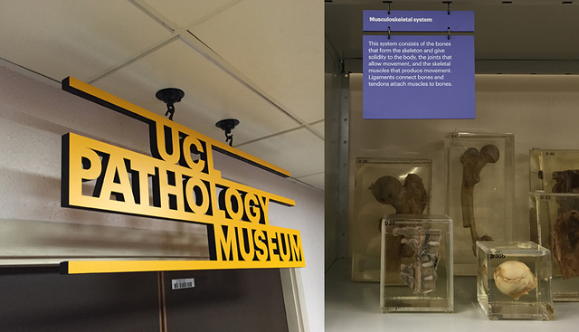 UCL Pathology Collection: schematic interpretation panels