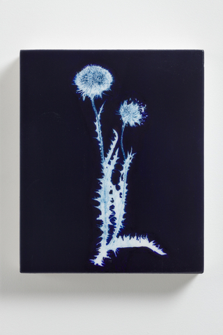 Milk Thistle, Carduus nutans. Individual Panel from Museum Installation.